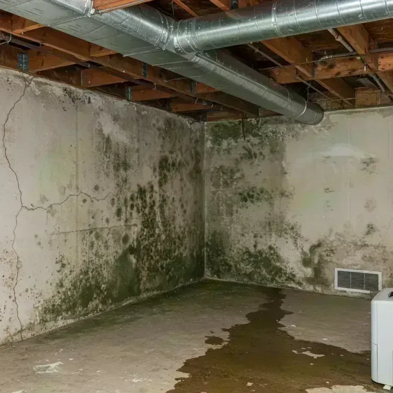 Professional Mold Removal in Emmet County, MI